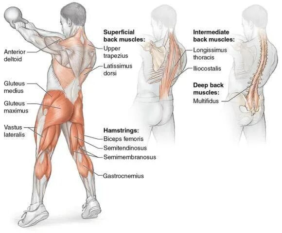 Мышцы задействованные при толчке гири. Жимовой швунг гири. Махи гирей какие мышцы задействованы. Поднятие гири какие мышцы. Мышцы задействованные при рывке штанги.