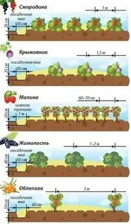 Какое расстояние между вишнями