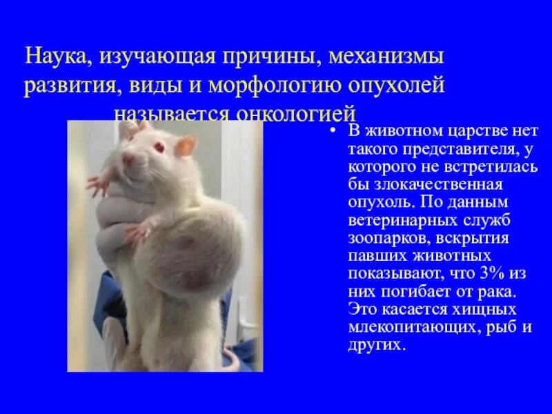 Наука изучающая опухоли называется. Презентация на тему опухоли. презентация по теме опухоль. наука изучающая опухоли.