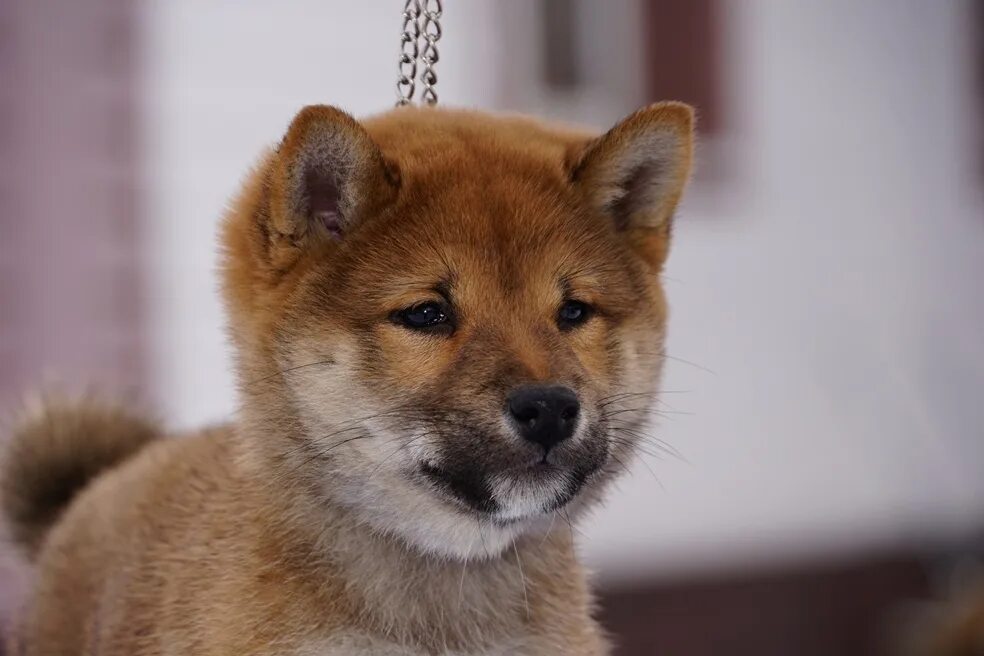 сиба ину щенок. сиба в добрые руки. сиба ину. сиба ину щенок. сиба ину аджилити.