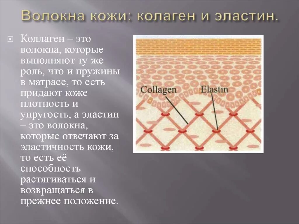 Коллаген что это такое простыми словами. Коллагеновые волокна кожи. Волокна коллагена и эластина. Волокна коллагена в коже. Эластин и коллаген.