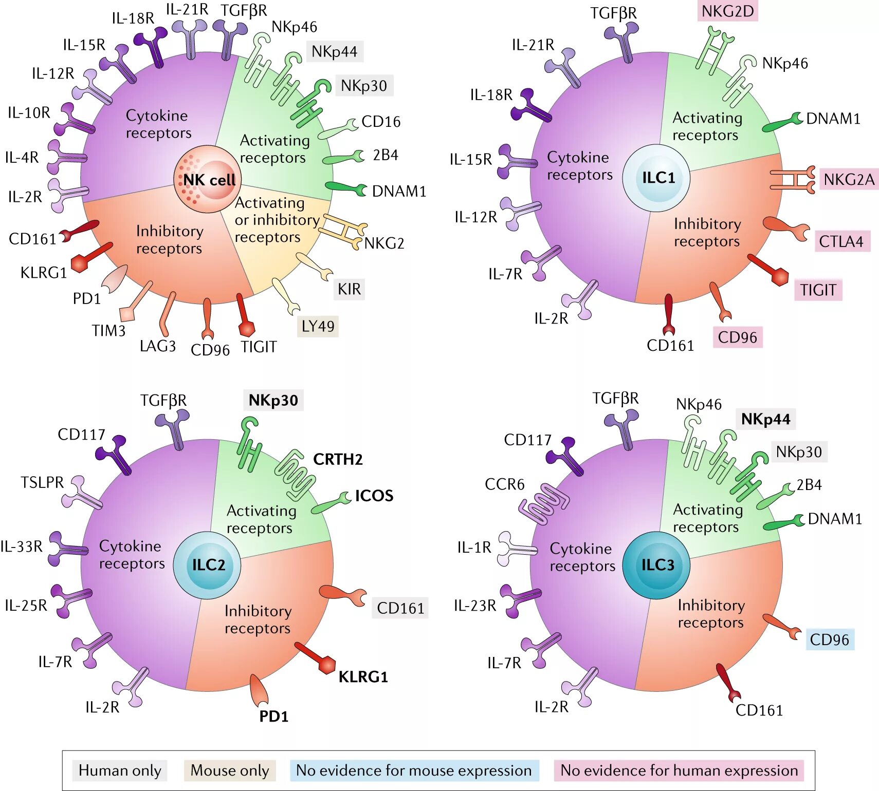 NK-И cd8+-клеток. NK Cells receptors. CD маркеры иммунология. Cd2 иммунология.