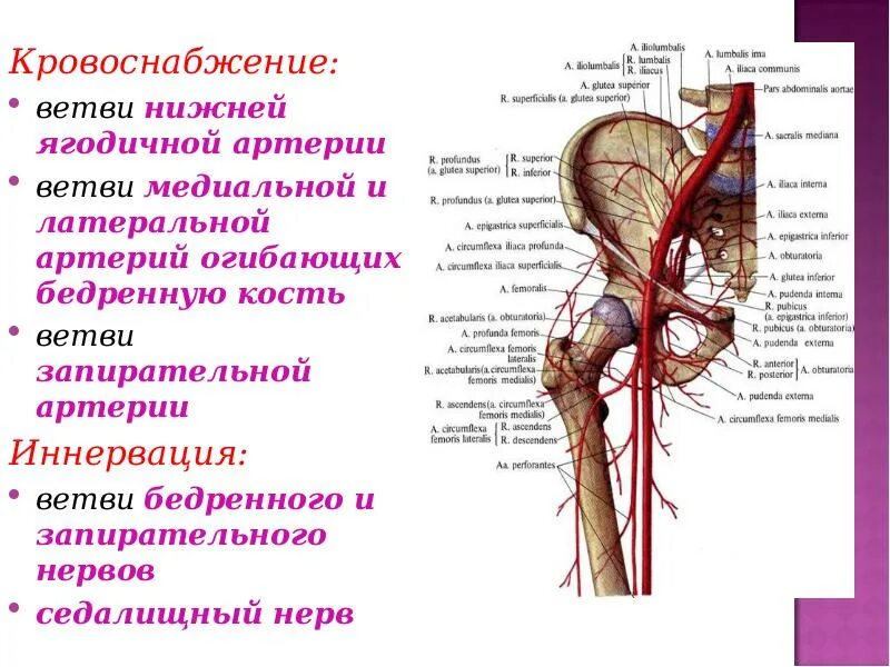 Тазобедренный сустав кровоснабжение и иннервация. Строение тазобедренного сустава топографическая анатомия. Артериальные коллатерали тазобедренного сустава. Анатомия тазобедренного сустава сосуды и нервы.