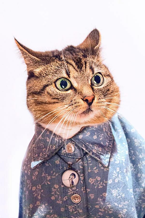 Стильная кошка. Котики с одеждой. Модные коты. Одежда для кошек. Коты в одежде.
