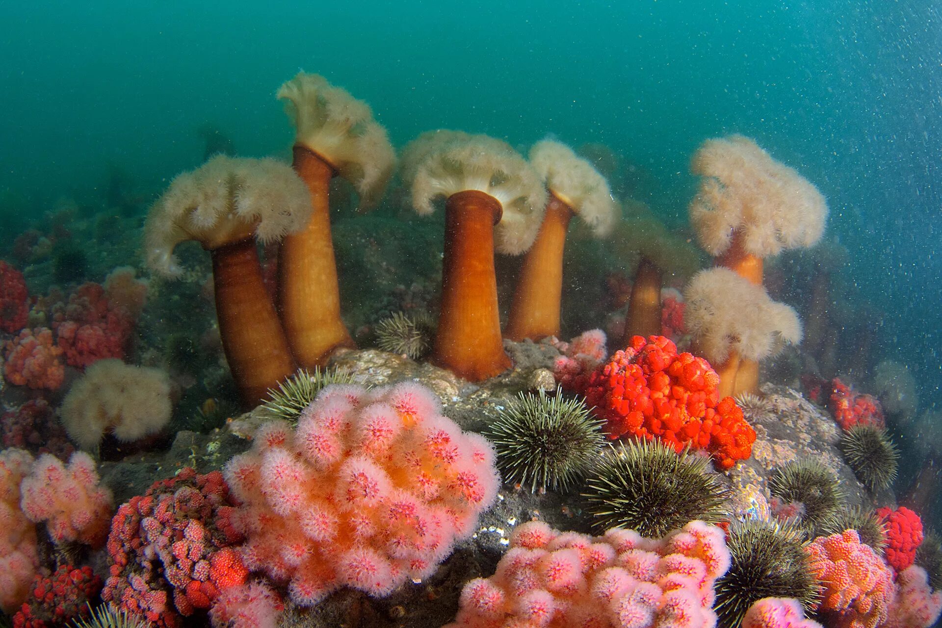 Коралловые полипы Баренцева моря. Актинии Охотского моря. Морской заповедник Баренцево море. На дне ледовитого океана