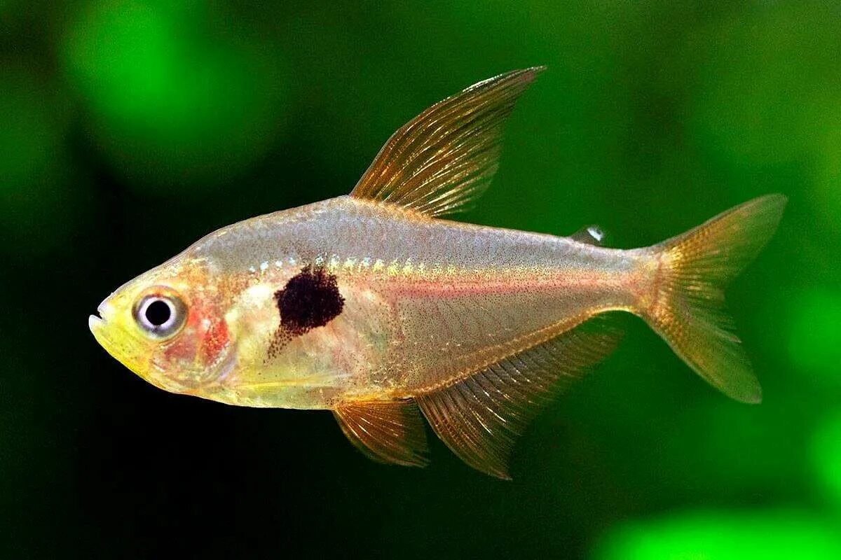 Составьте в тетра. Составьте в тетра. Стаканчики тетра пак. Составьте в тетра. Комбикорм энерджи.