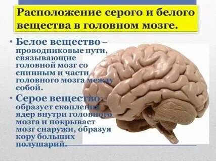 Серое вещество мозга что делает