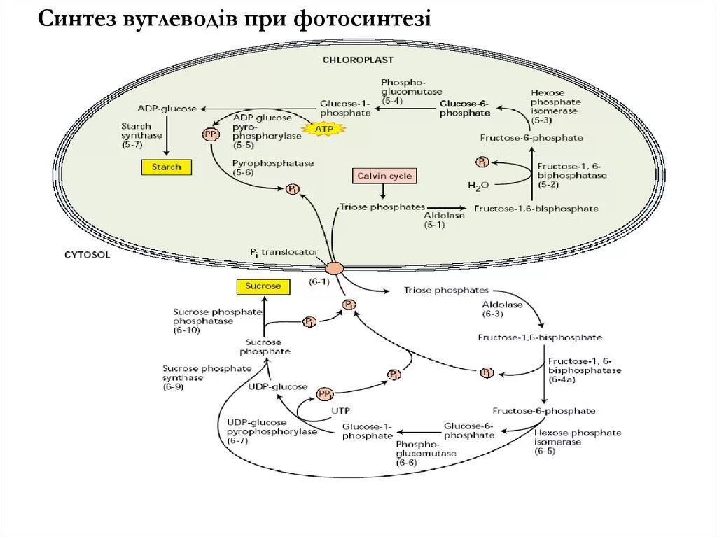 Углеводы при фотосинтезе синтезируются из