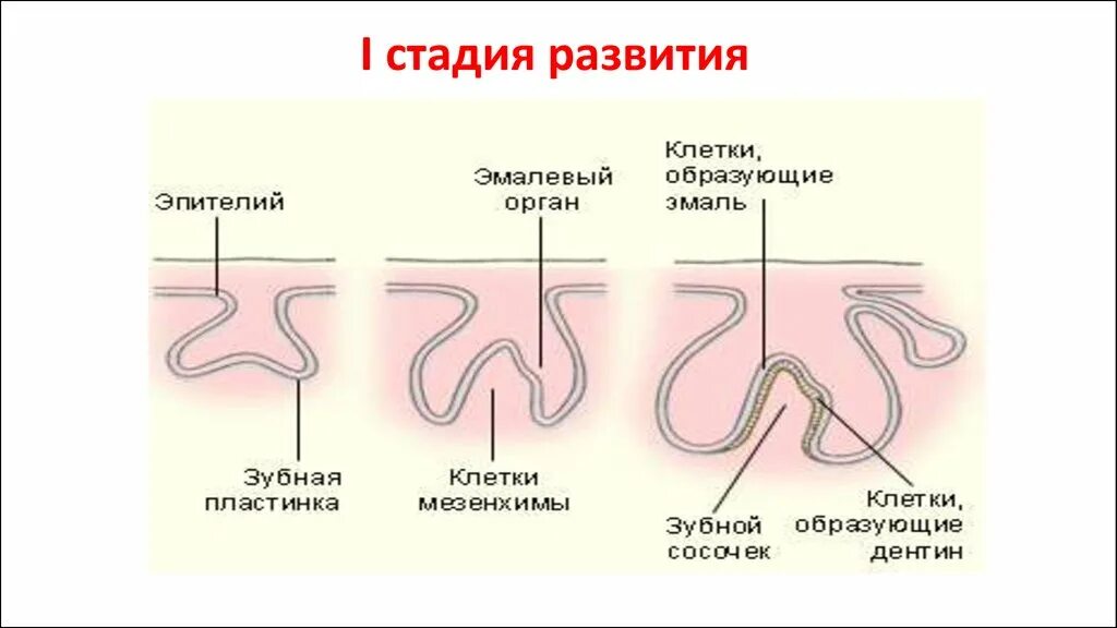 Эмбриональный этап развития зубочелюстной системы. Первая стадия развития зубов. Этапы формирования зубочелюстной системы. В конце первого этапа