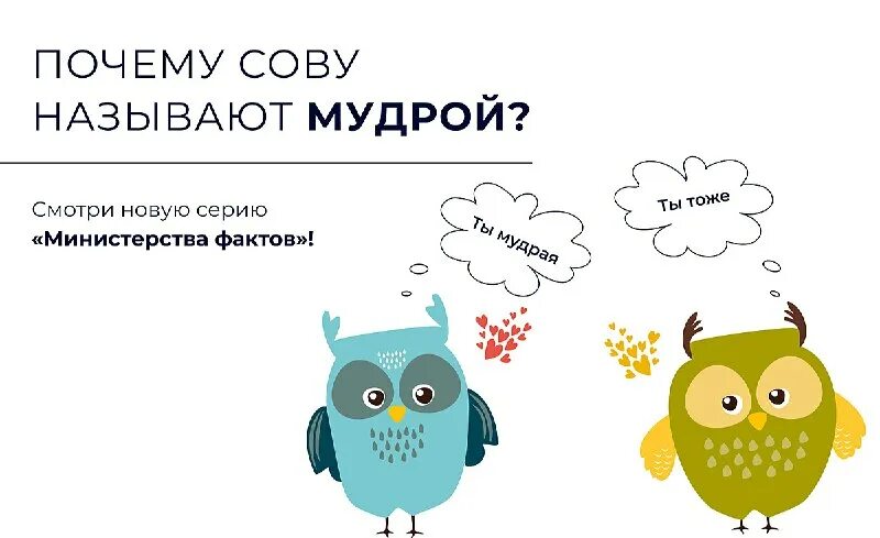 Кличка для совы. Сова сычик. Имя для совы. Муж совы. Сова фото.