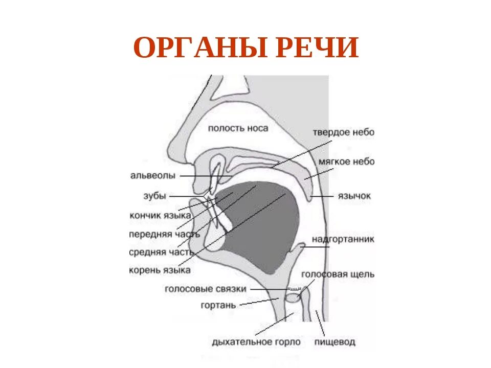 Голосовой букв. Строение речевого аппарата фонетика. Строение артикуляционного отдела периферического речевого аппарата. Схема речевого аппарата человека. Схема артикуляционного аппарата.