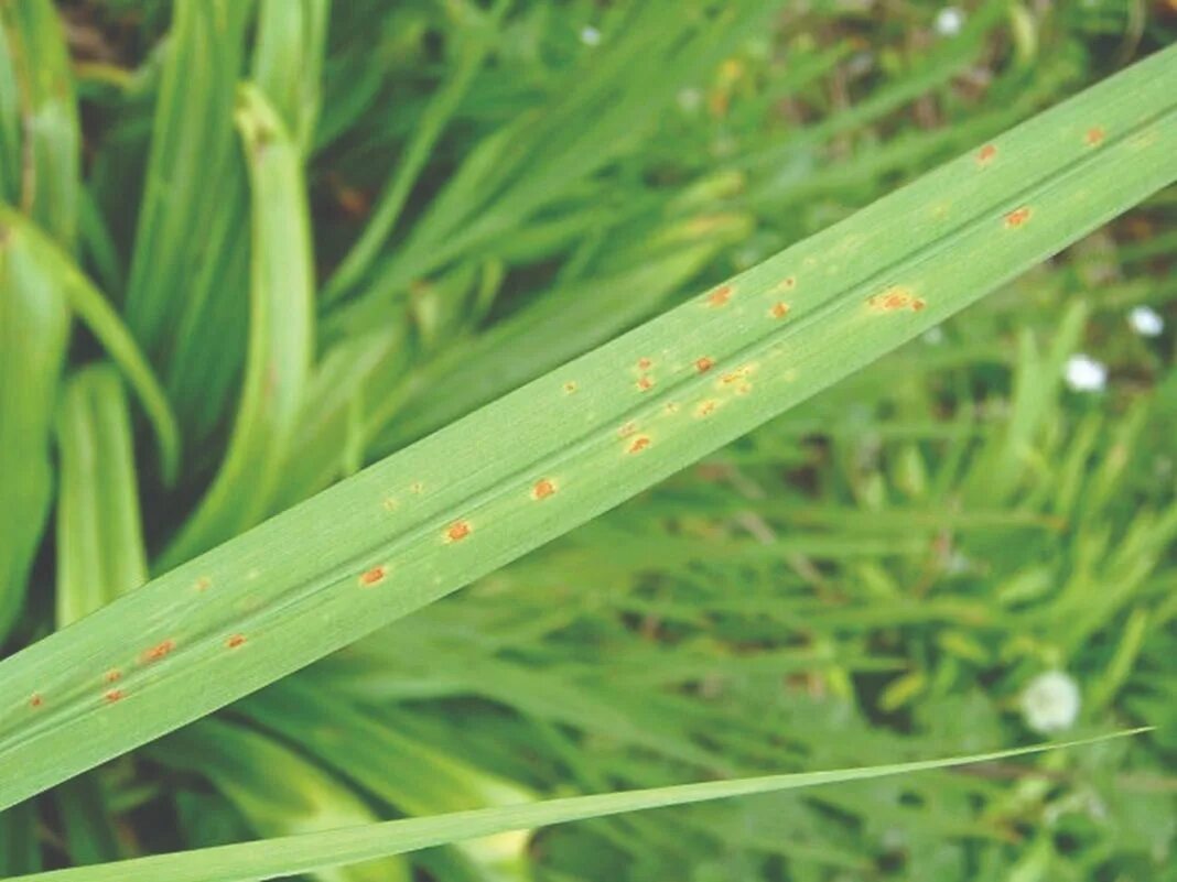 Лист гладиолуса. Septoria Gladioli. Болезни гладиолусов. Мозаика гладиолусов. Полосы на листьях гладиолуса.