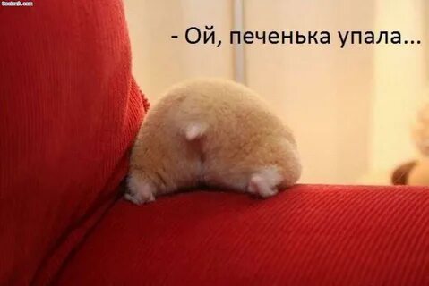 Кушай попой