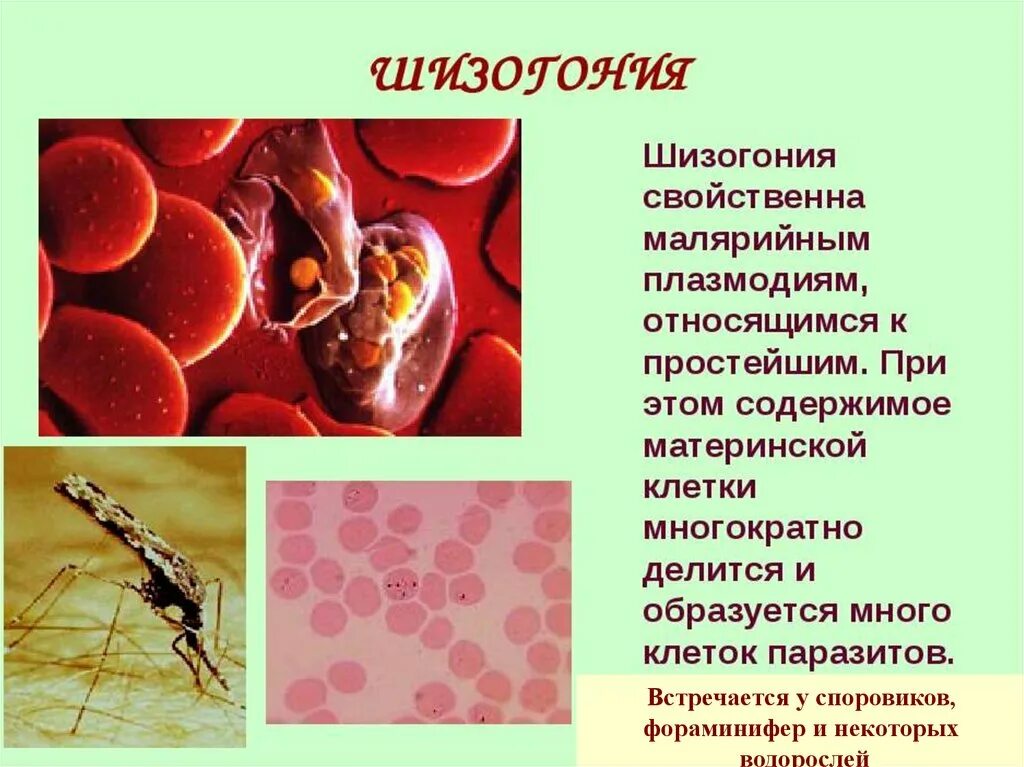 Как происходит заражение человека малярийным плазмодием. Шизогония малярийного плазмодия. Малярийный плазмодий микробиология. Малярия шизогония. Малярийный плазмодий в крови.