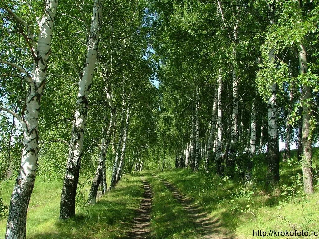 Березовый лес г. Березовый лес г. Саракташ березовая роща. Васнецов березовая роща. Ясная поляна березовый прешпект.