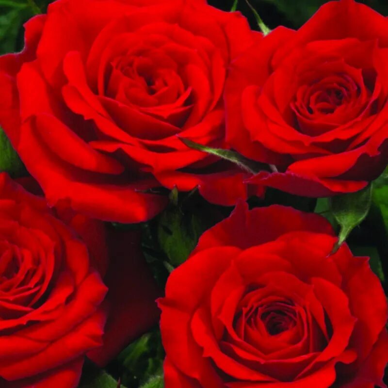 Роза double knock out. Роза парковая стронг йеллоу. Розы красные мокрые. Strong rose. Парковая роза персиан йеллоу.