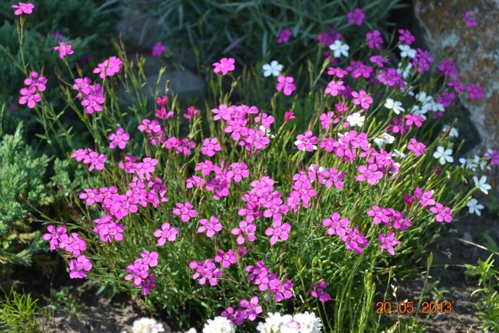 Гвоздика травянка. Гвоздика травянка / Dianthus deltoides "Albus". Гвоздика травянка Самос. Гвоздика травянка Brilliant. Выращивание гвоздики травянки