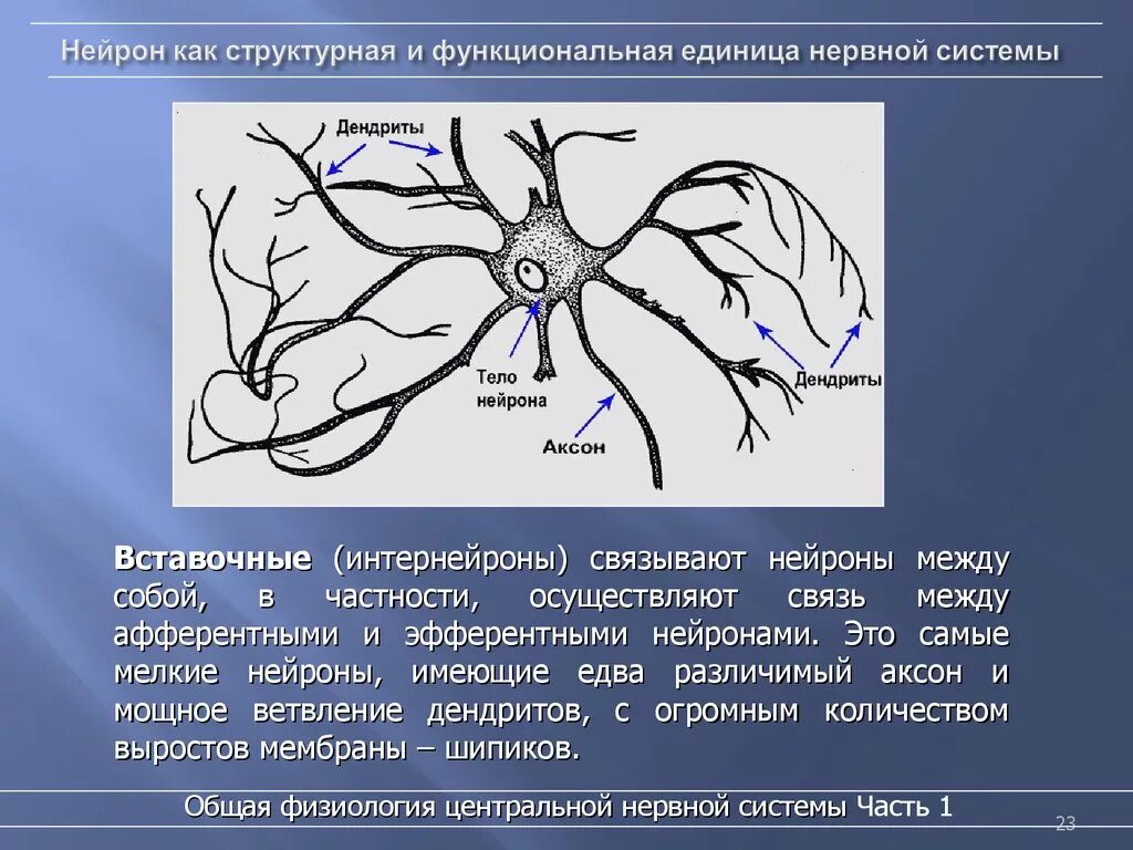 Вставочный Нейрон. Нейрон как структурно-функциональная единица. Связь между нейронами. Нейроны связаны между собой. Нервные узлы и нейрон