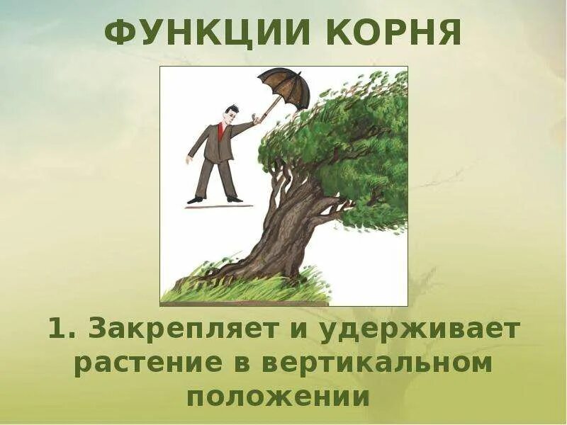 Функции корня проводящая. Функции корня. корень функции корня. функции корневища. презентация на тему корень.