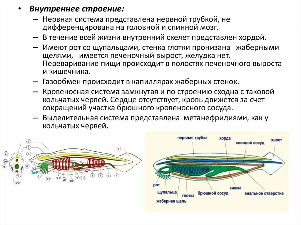 Какая нервная система у бесчерепных. Головохордовые выделительная система. головохордовые ланцетник. хордовые нервная система. хордовые беспозвоночные.