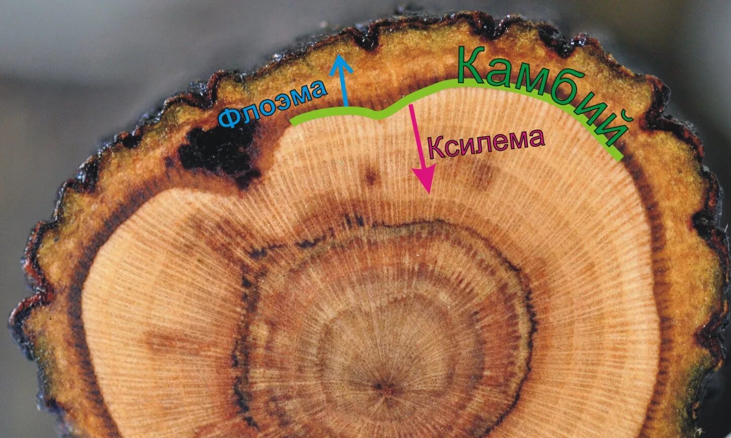 Луб флоэма древесина Ксилема. Ксилема и флоэма на срезе дерева. Строение ствола дерева камбий. Срез растения Ксилема флоэма камбий.