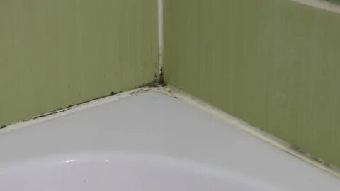 Способ, с помощью которого можно удалить плесень, используя Белизну и кальциниро