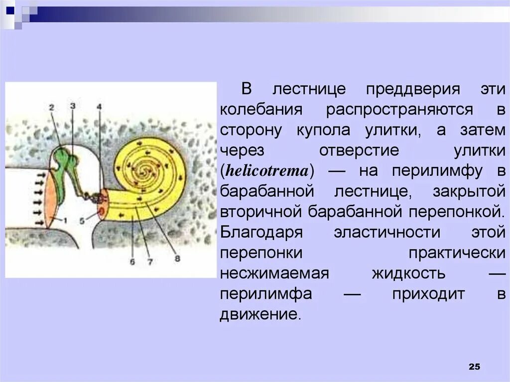 Преддверие функции. Лестница преддверия. лестница преддверия функции. барабанная лестница улитки. барабанная лестница функции.