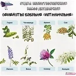 Тест по семействам растений
