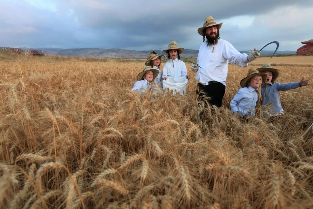 In northern india they harvest their wheat. Old European Production. Old European product.