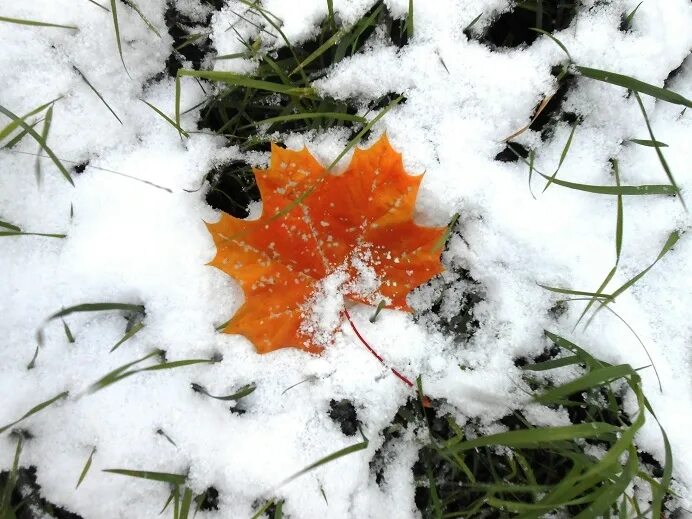 Snow leaf