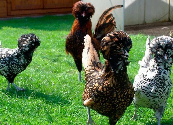 Silkies Masha Hadabonita on Instagram: "Girls talk..." Silkie chickens, Fancy ch