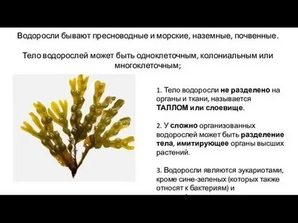 Какие организмы называют водорослями
