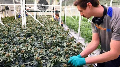 Grow center