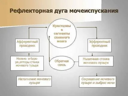 Безусловный мочеиспускательный рефлекс