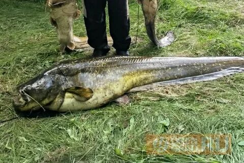 Рыба длиной 1 метр