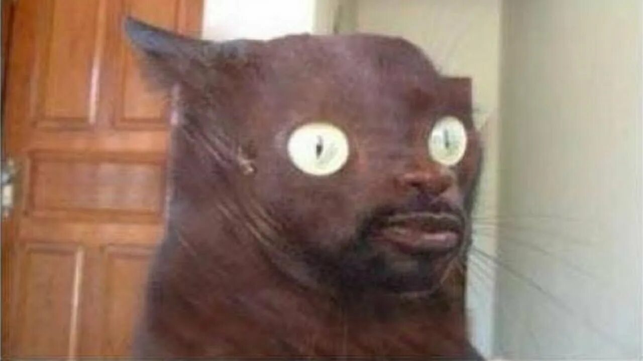 Коты негры. Котик негр. Прикольный негр. Кот афроамериканец. Кот негр.