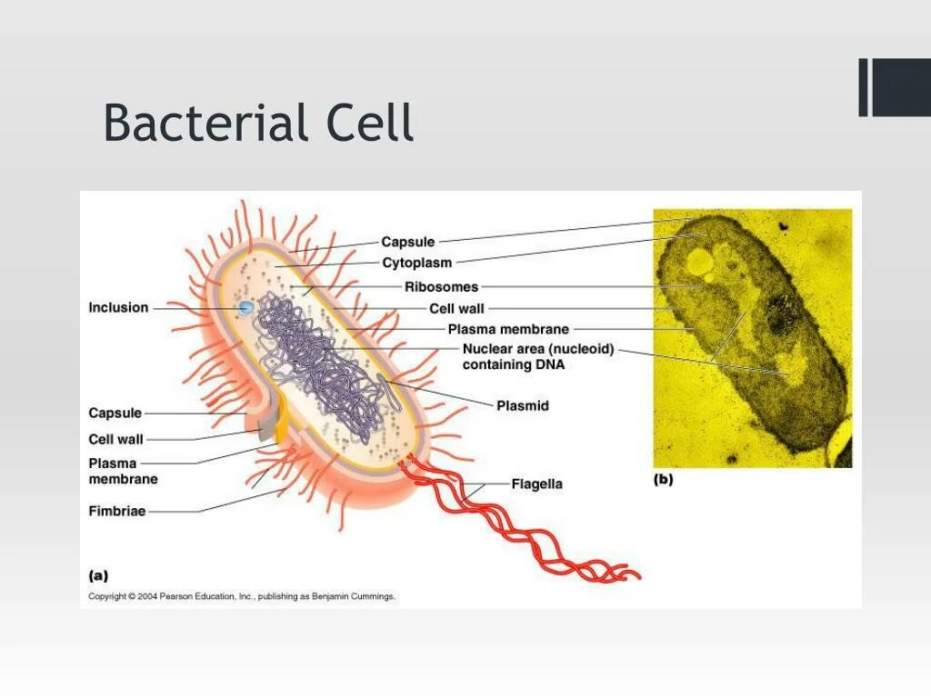 Прокариоты вирусы бактерии. Капсула прокариот. Prokaryotic Cell. Вирусы прокариоты. Прокариоты микробиология.