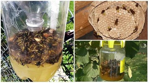 Как выводить шершней