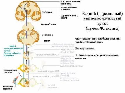Передний спинно таламический путь