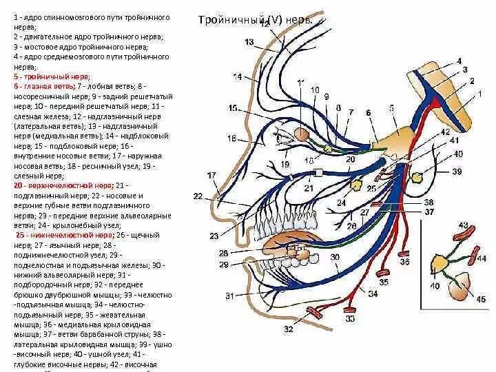 Тройничный нерв анатомия ветви схема. Схема иннервации лицевого нерва. Тройничный нерв схема 1 ветви. Схема проекции ветвей тройничного нерва.