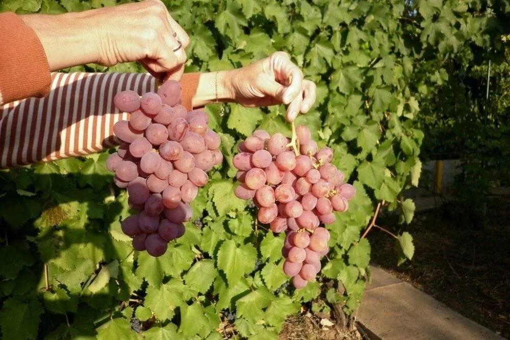 Фиолетовый ранний сорт винограда. Виноград гурман крайнова. виноград гурман кишмиш. виноград сорт гурман ранний. виноград гурман лакомка.