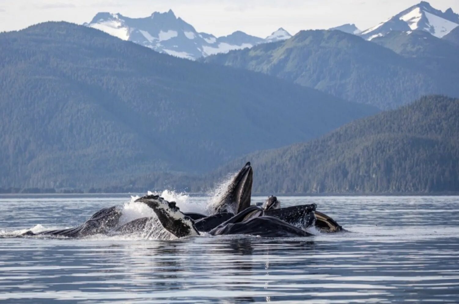 Аляска киты в Джуно. Горбатый кит Аляска. Ситка Аляска киты. Киты в Джуно. Аляска кит