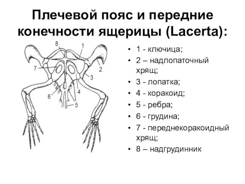 Скелет передних конечностей лягушки. Пресмыкающиеся скелет пояса передних конечностей. Скелет пресмыкающихся коракоид. Скелет пояса передних конечностей у пресмыкающихся. Скелет передних конечностей пресмыкающихся плечевой пояс.