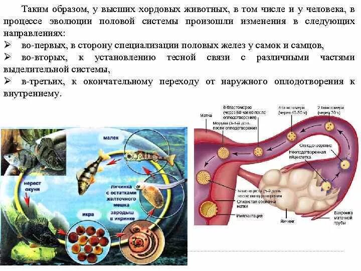 Переход к внутреннему оплодотворению. Переход к внутреннему оплодотворению