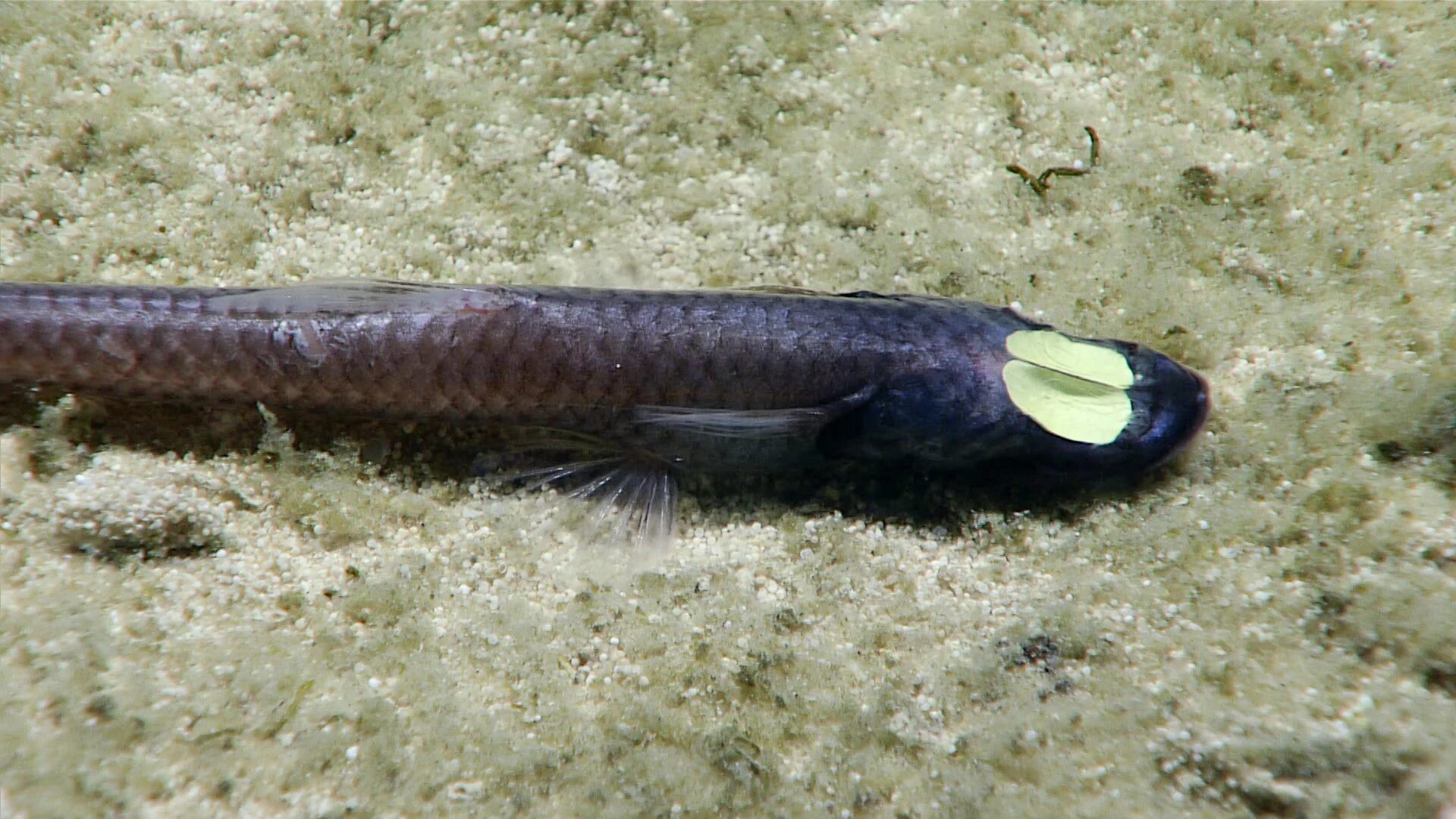 Как выглядит трубчатая рыба в фиш apteronotus albifrons Tropical fish, Aquarium fish tank, Fish