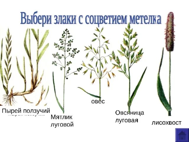 Тип соцветия злаковых