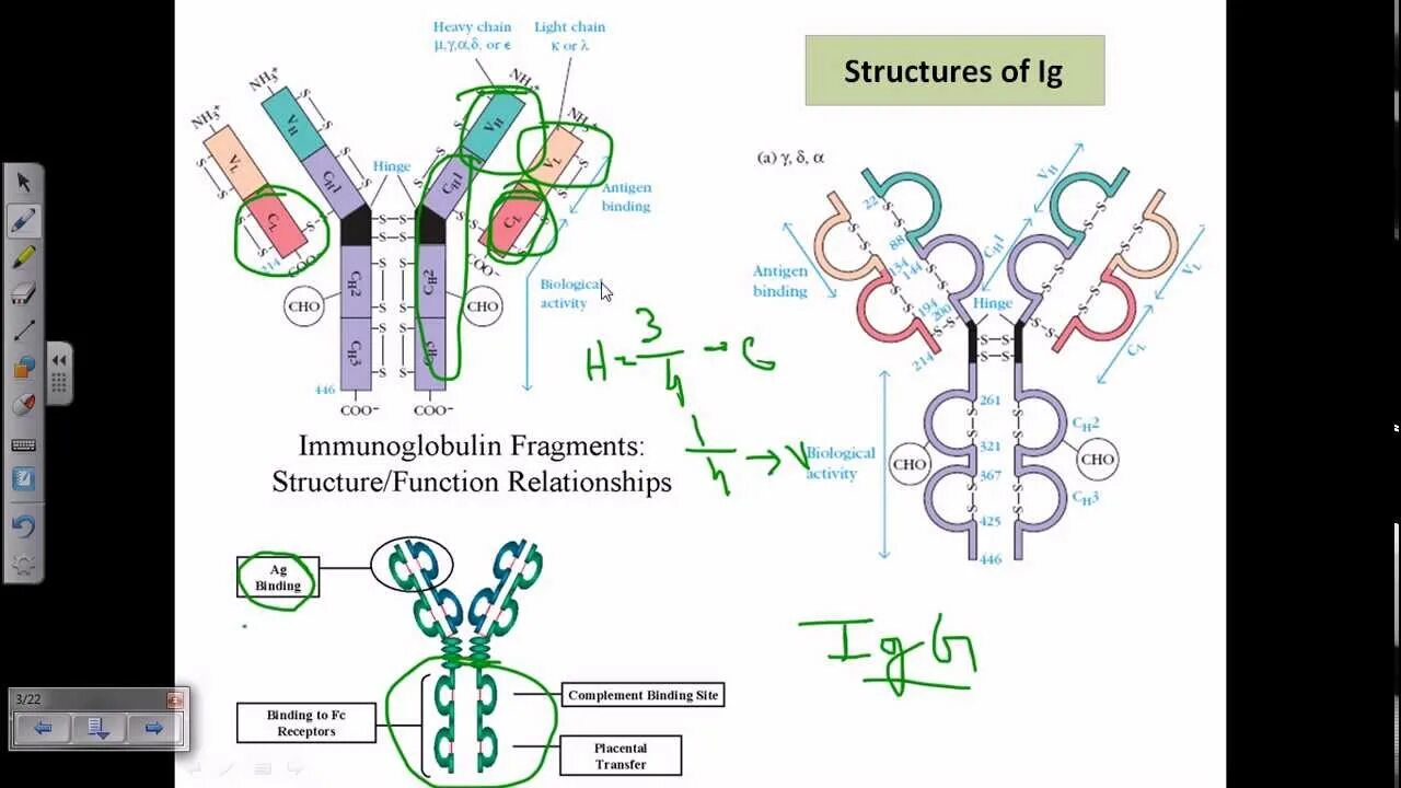 Сдать иммуноглобулин g. Antibody structure. Immunoglobulins structure. Иммуноглобулины фото молекулы. Basic structure of antibodies.