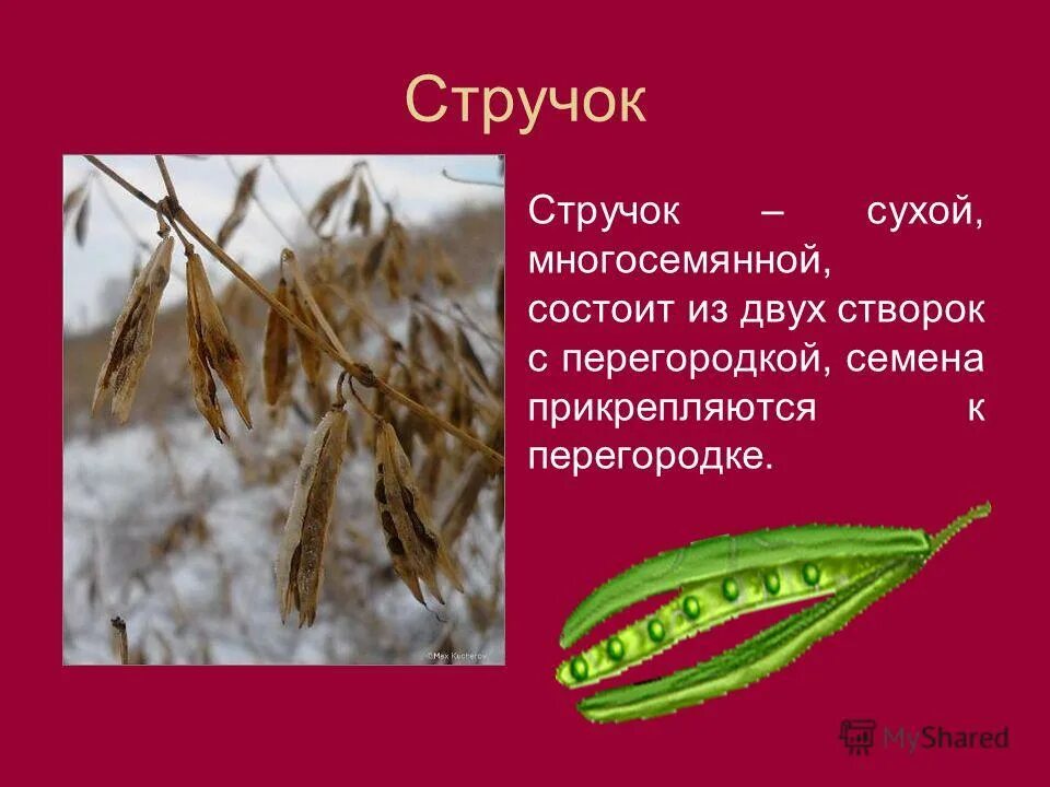 Стручок примеры. Плод боб стручок стручочек. Семейство крестоцветные плод стручок. Стручок строение плода. Коробочковидные плоды боб.