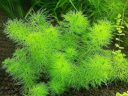 24 plants