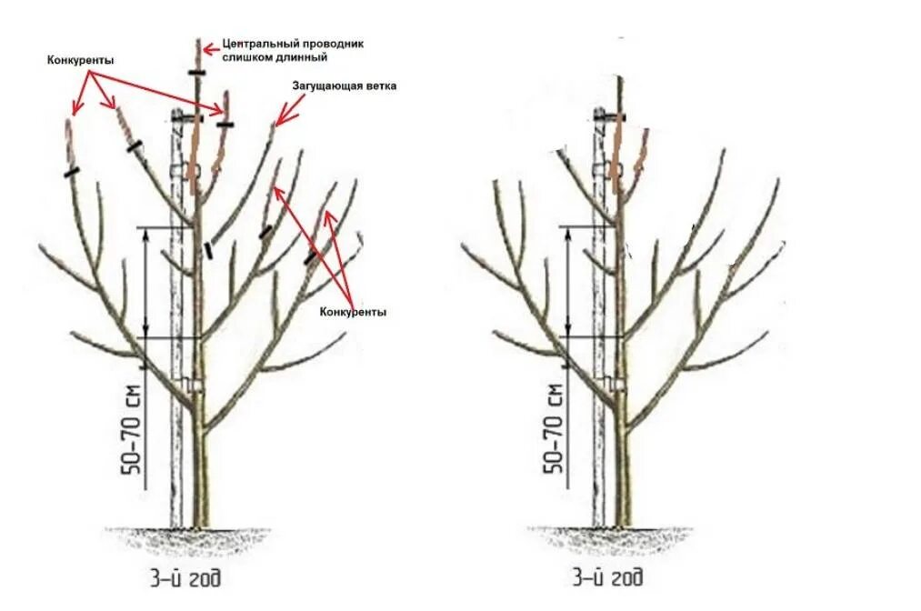 Обрезают ли сливу. Схема обрезки колоновидного абрикоса. Обрезка плодовых деревьев схема весной. Схема обрезки яблони весной.